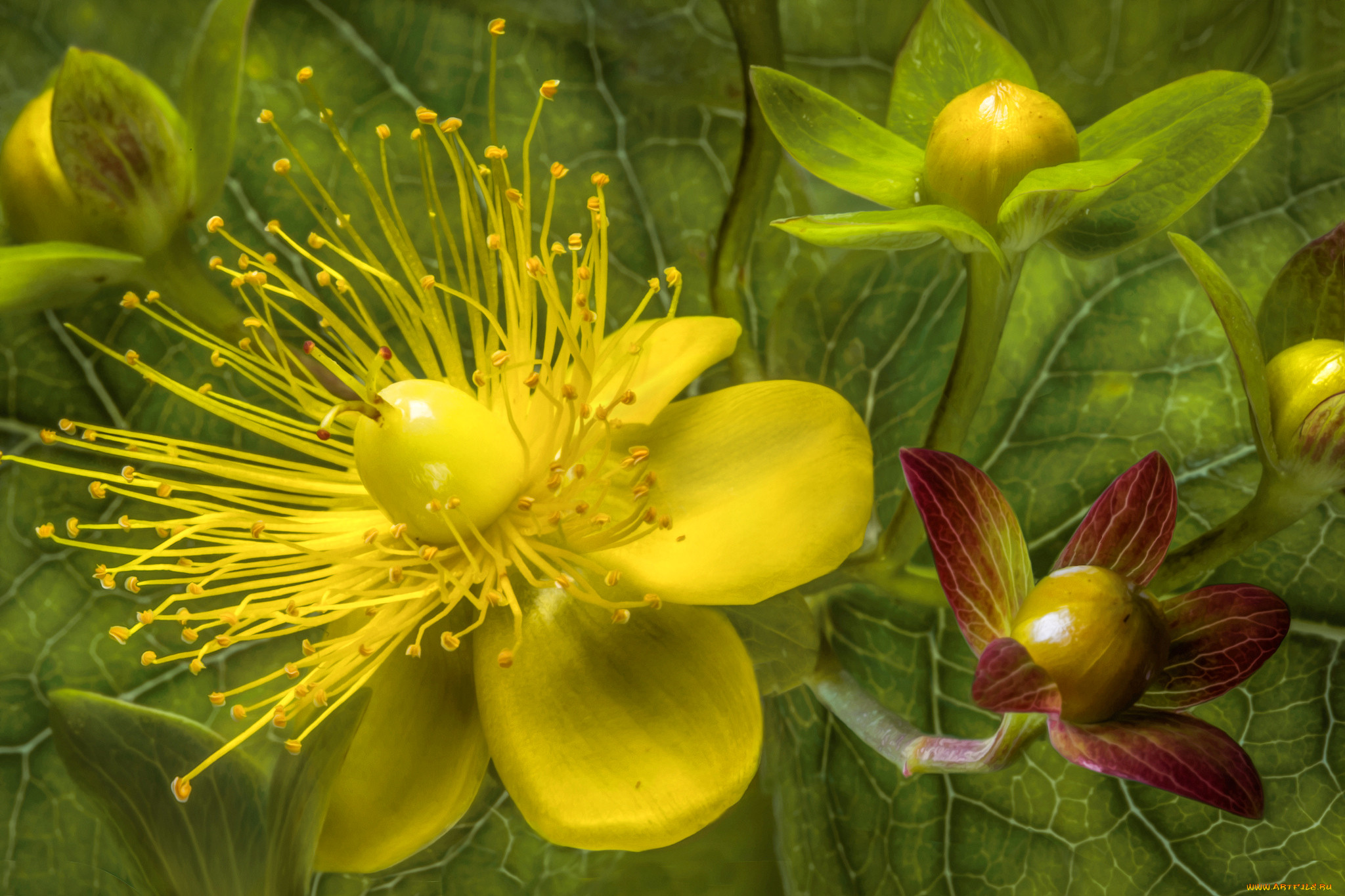 Коробочка зверобоя. Hypericum ascyron. Зверобой цветок. Зверобой ГФ. Зверобой продырявленный лист macro.